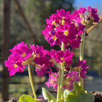 Primula denticulata 'Rubin'